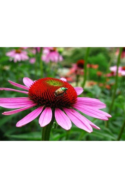 Эхинацея пурпурная пинк с розовыми лепестками в саду.